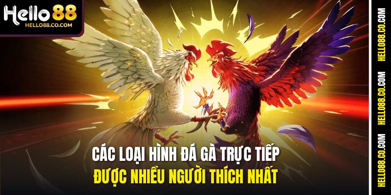 Các loại hình đá gà trực tiếp được nhiều người thích nhất