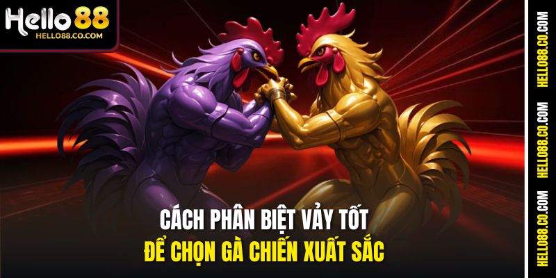 Cách phân biệt vảy tốt để chọn gà chiến xuất sắc