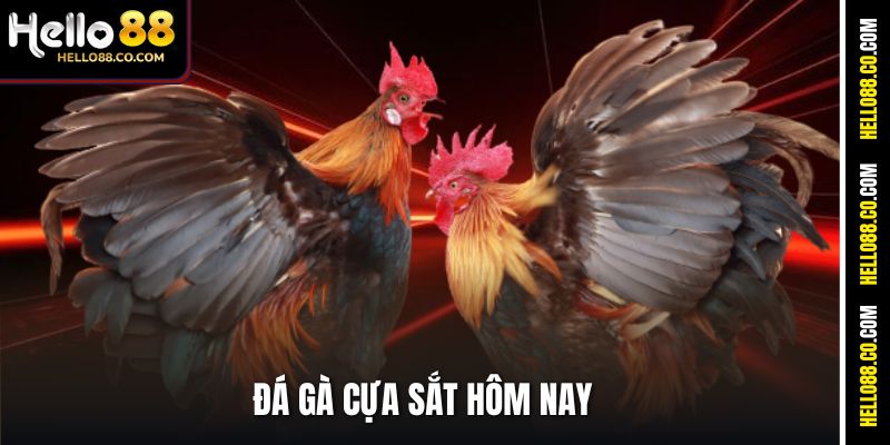 Đá Gà Cựa Sắt Hôm Nay