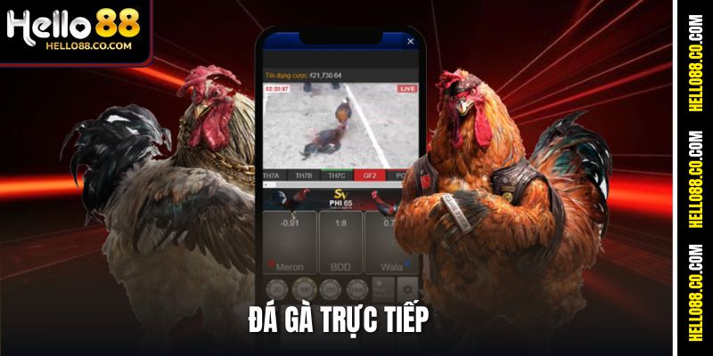 Đá Gà Trực Tiếp