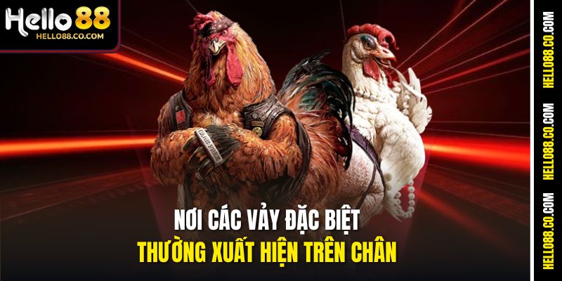 Nơi các vảy đặc biệt thường xuất hiện trên chân