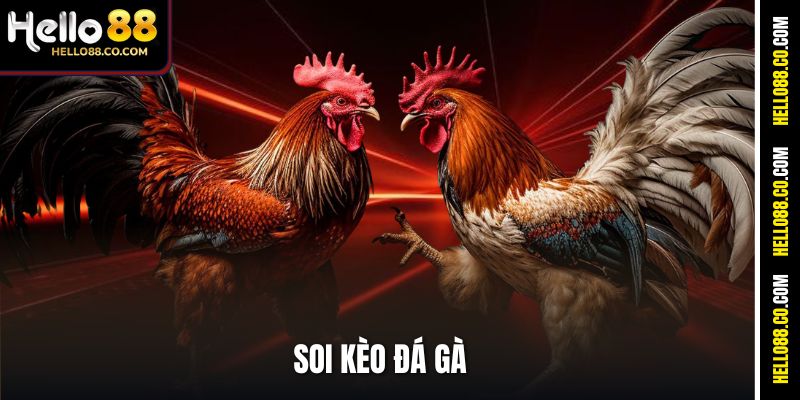 Soi Kèo Đá Gà